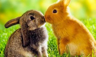 66年12月份生属什么 缺月再圆是什么生肖