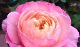 月季花品种介绍