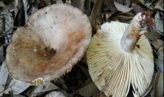 怎么鉴别毒蘑菇 毒蘑菇显卡测试网站