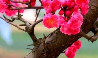 梅花三弄是什么意思