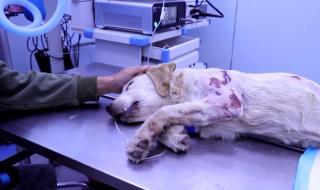 挑断脚筋真实图片