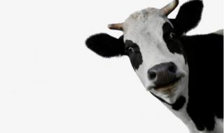 黄花菜广东叫法 忘忧草是黄花菜吗