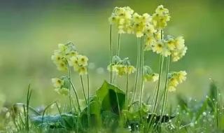 早安的图片 早安的图片