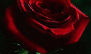张学友唱的红色玫瑰歌名叫什么 我会送你红色玫瑰