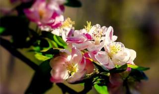 一朵花开百花杀是一本完结吗 一朵花开百花杀小说