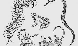 蜈蚣和蝎子有啥区别 蝎子和蜈蚣谁厉害